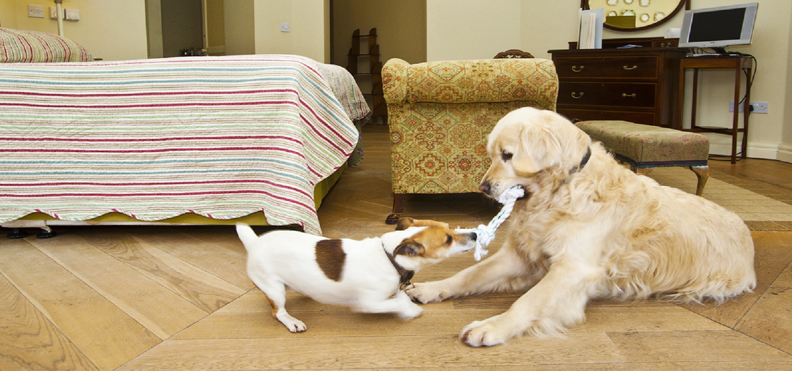 Rathmullan House Dogs